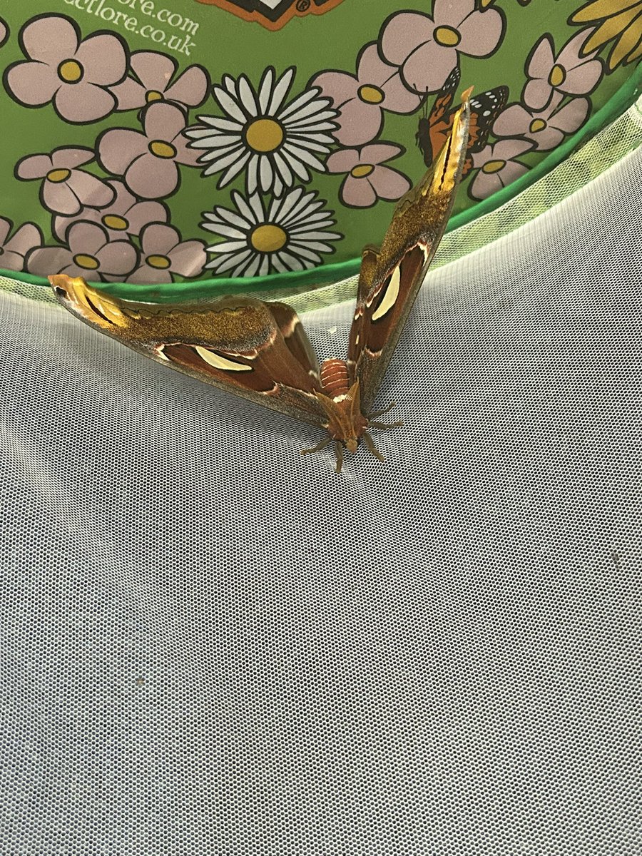 Our Moth hatched out of its chrysalis in Year One! Look at her beautiful wings… #year1