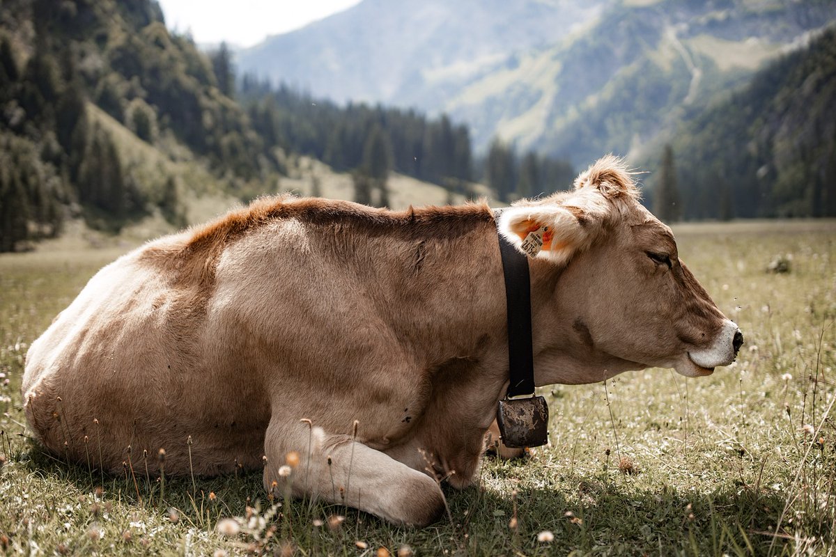 Animal Journal (@journal_animal) on Twitter photo Study explores kinematics of #dairy #cows with mild to moderate, induced hindlimb lameness, applying a unique whole-body approach with IMUs, and methodology transferred from equine biomechanics (I. Veissier) doi.org/10.1016/j.anim…
<a href="/ElsevierVetNews/">ElsevierVetNews</a> <a href="/INRAE_DPT_PHASE/">INRAE PHASE</a> <a href="/BSAS_org/">BSAS</a> Study explores kinematics of #dairy #cows with mild to moderate, induced hindlimb lameness, applying a unique whole-body approach with IMUs, and methodology transferred from equine biomechanics (I. Veissier) doi.org/10.1016/j.anim…
<a href="/ElsevierVetNews/">ElsevierVetNews</a> <a href="/INRAE_DPT_PHASE/">INRAE PHASE</a> <a href="/BSAS_org/">BSAS</a>