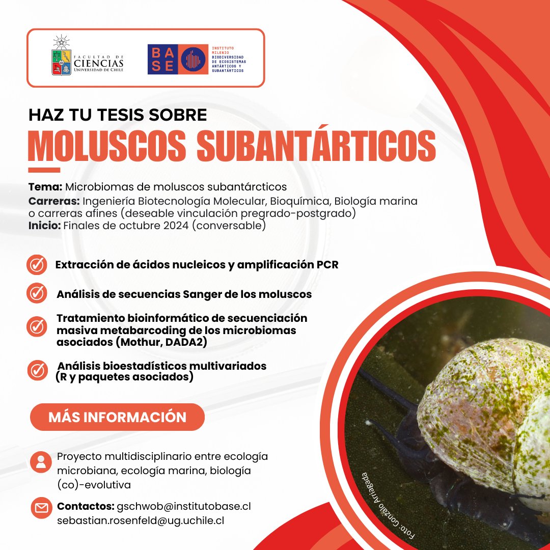 Instituto Milenio BASE (@mileniobase) on Twitter photo ¡Haz tu tesis en moluscos subantárticos!🌊🐚 Junto al Dr. Guillaume Schwob y Dr. Sebastián Rosenfeld <a href="/CienciasUChile/">CienciasUChile</a> <a href="/MilenioBASE/">Instituto Milenio BASE</a>
🔸Tema: Microbioma de moluscos subantárticos
🔸Consultas e inscripción: gschwob@institutobase.cl y sebastian.rosenfeld@ug.uchile.cl ¡Haz tu tesis en moluscos subantárticos!🌊🐚 Junto al Dr. Guillaume Schwob y Dr. Sebastián Rosenfeld <a href="/CienciasUChile/">CienciasUChile</a> <a href="/MilenioBASE/">Instituto Milenio BASE</a>
🔸Tema: Microbioma de moluscos subantárticos
🔸Consultas e inscripción: gschwob@institutobase.cl y sebastian.rosenfeld@ug.uchile.cl