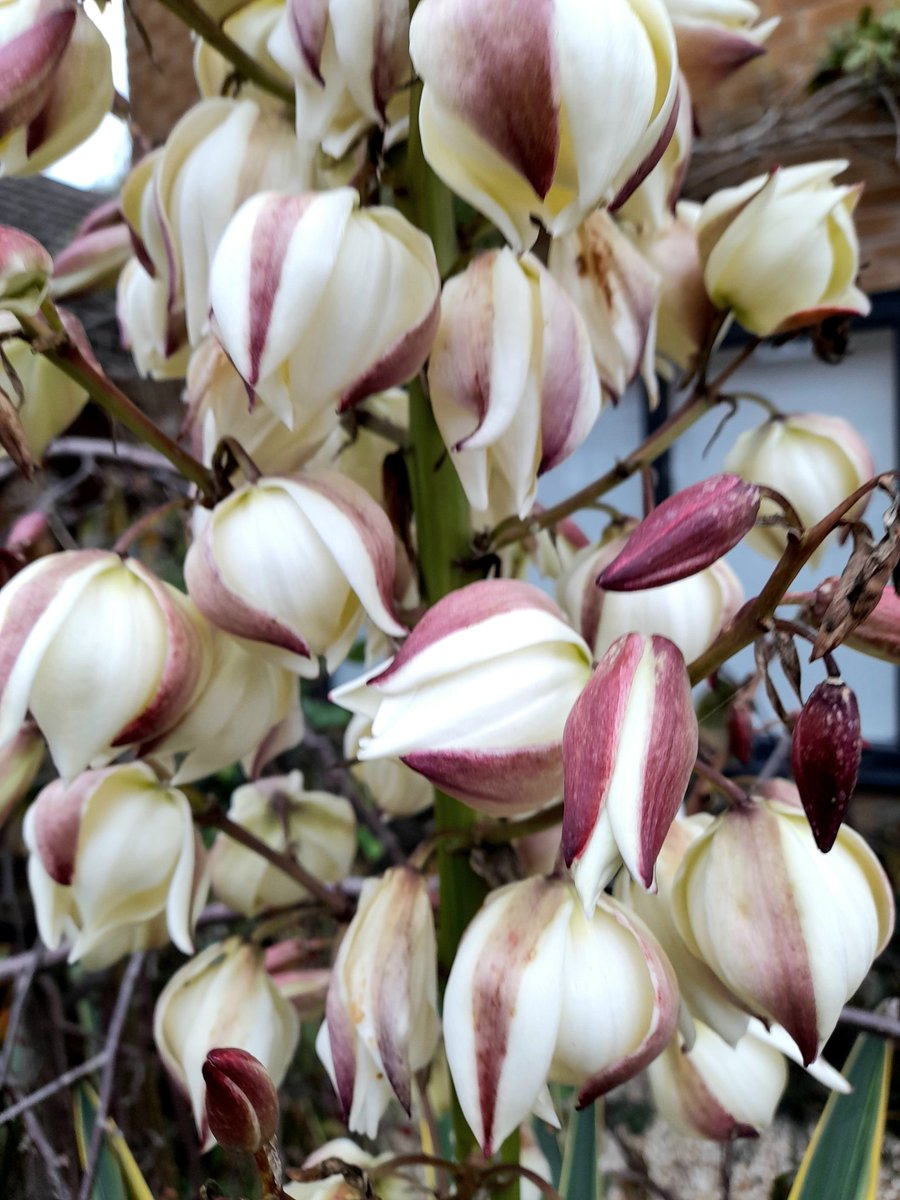 Yuccas out in tropical Beeston!