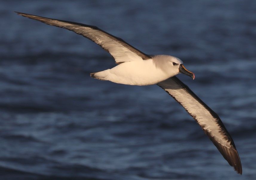 Steffen Oppel (@steffopp) on Twitter photo NEW PAPER in #ornithology shows the amazing contribution of the <a href="/BirdLifeMarine/">BirdLife Marine</a> tracking database to the #conservation of #seabirds:
Paper: buff.ly/3UlmA8k
Blog: buff.ly/3NCD4Ff
Database: buff.ly/4hkTmQE NEW PAPER in #ornithology shows the amazing contribution of the <a href="/BirdLifeMarine/">BirdLife Marine</a> tracking database to the #conservation of #seabirds:
Paper: buff.ly/3UlmA8k
Blog: buff.ly/3NCD4Ff
Database: buff.ly/4hkTmQE