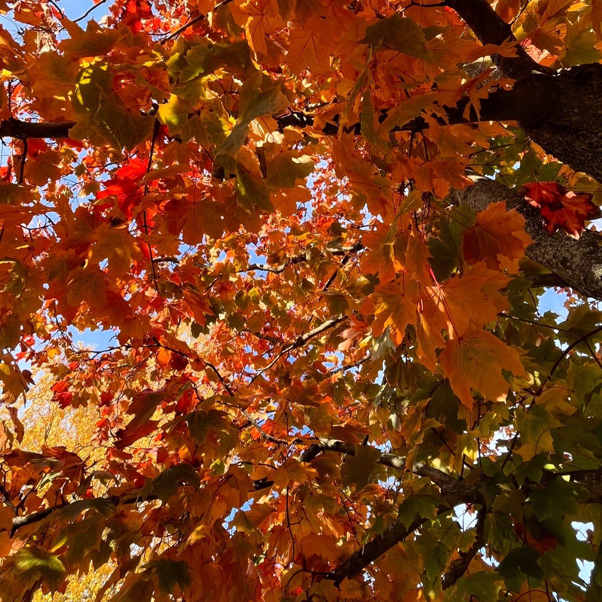 JukkaPartanen3's tweet image. A bit of red  #maple #mapletree #autumncolors #autumnvibes #thisisfinland #october #photography #naturephotography #thePhotoHour #StormHour #MacroHour #channel169 #syksy #luonto