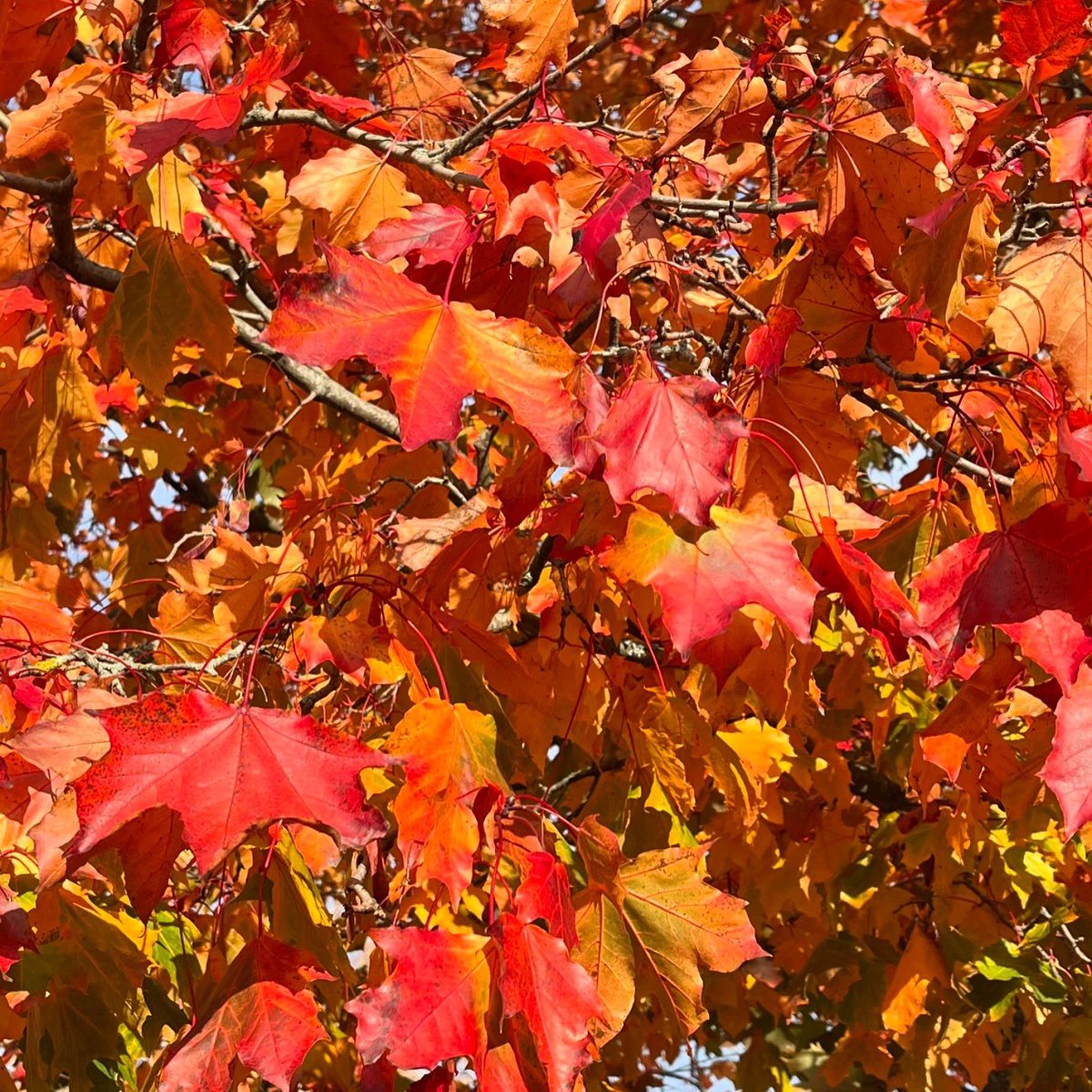 JukkaPartanen3's tweet image. A bit of red  #maple #mapletree #autumncolors #autumnvibes #thisisfinland #october #photography #naturephotography #thePhotoHour #StormHour #MacroHour #channel169 #syksy #luonto