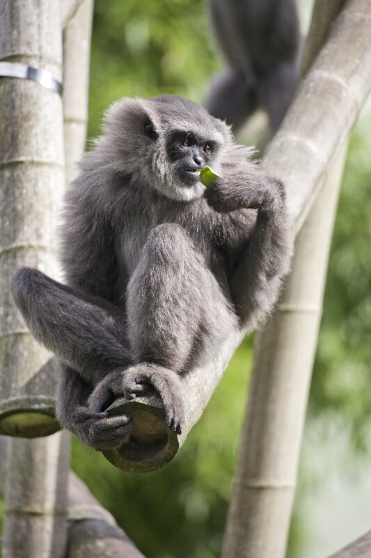 Today is international gibbon day! Everyone have a fun and safe time jointly defending your territory with your partner by screaming and biting at interlopers!!!

Don’t forget to hoot and holler!