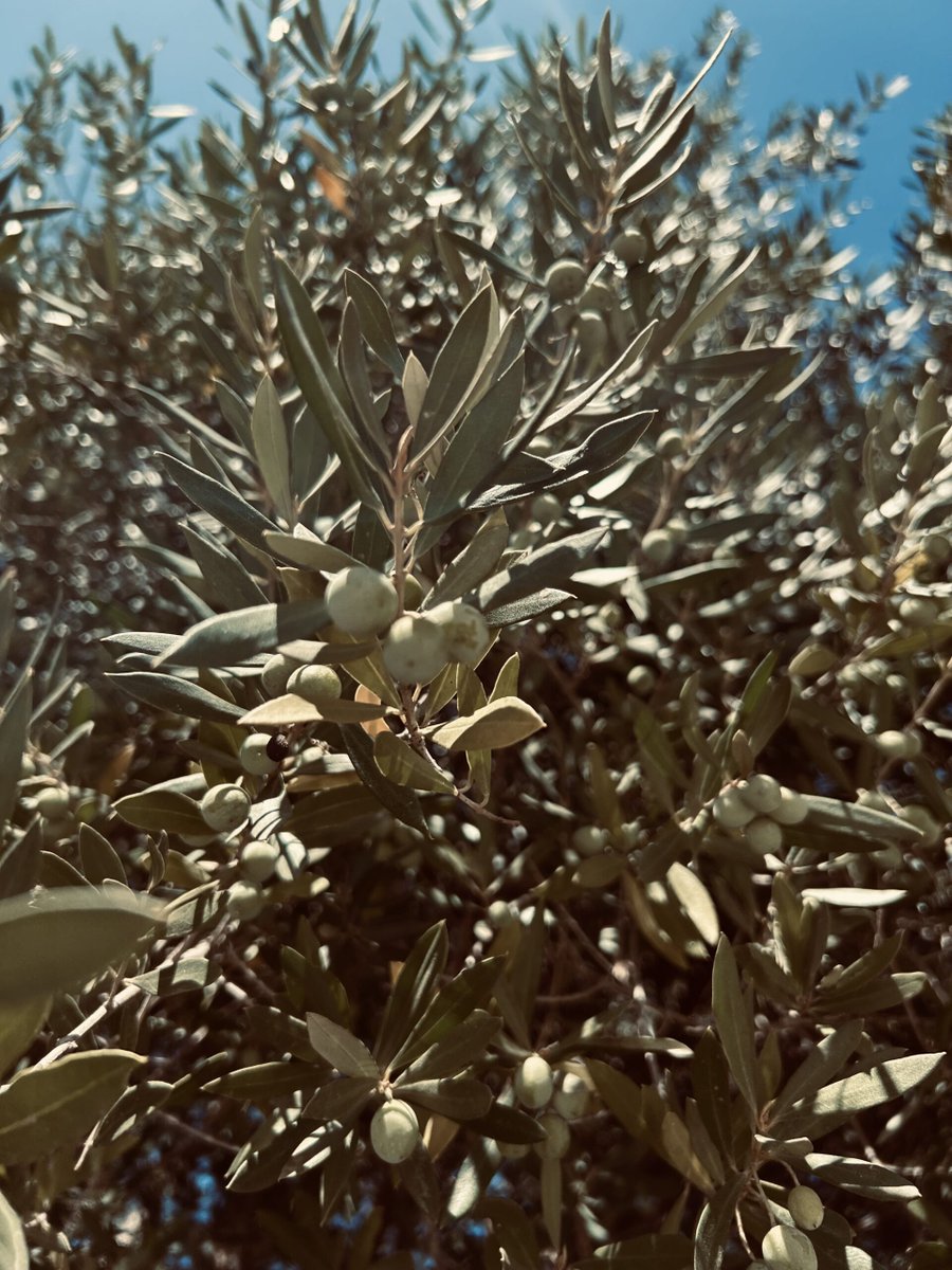 Masquecuentos tweet media