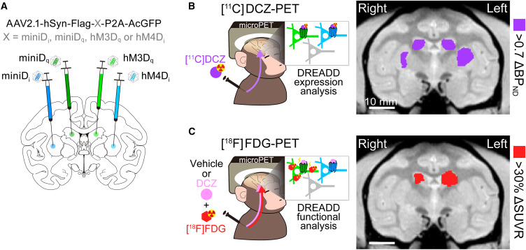 zenbrainest's tweet photo. Wow!
Size-reduced DREADD derivatives for AAV-assisted multimodal chemogenetic control of neuronal activity and behavior in mice and NHPs!
https://t.co/hlPTdZQTCA https://t.co/8BsUBap7e2