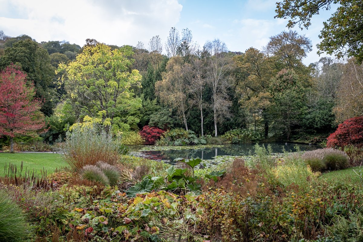 RHS_Rosemoor's tweet image. 🍂 More gorgeous Autumn colour captured in the gardens this week by @markboltonphoto Why not combine a relaxing stroll through these beautiful views with a delicious Devon cream tea one afternoon? 🍁 
#autumntreats #visitdevon #visitexeter @ExmoorMagazine