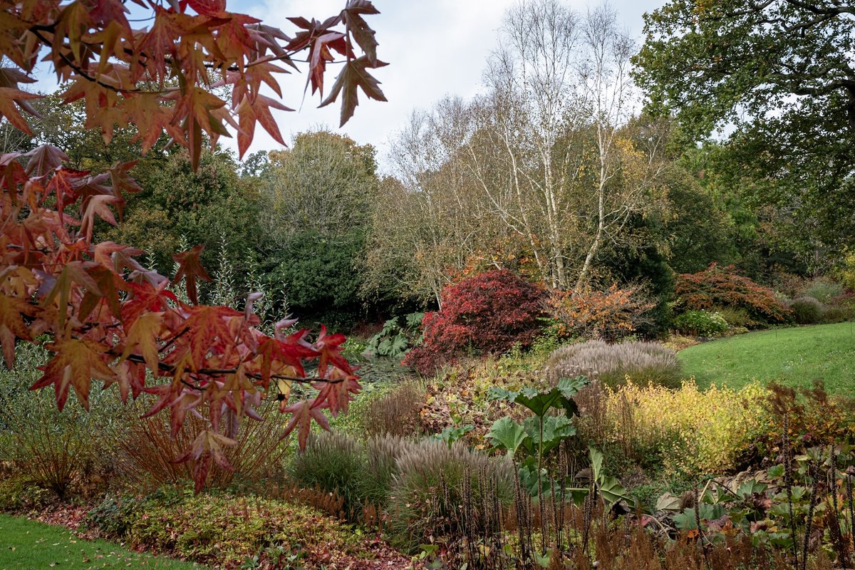 RHS_Rosemoor's tweet image. 🍂 More gorgeous Autumn colour captured in the gardens this week by @markboltonphoto Why not combine a relaxing stroll through these beautiful views with a delicious Devon cream tea one afternoon? 🍁 
#autumntreats #visitdevon #visitexeter @ExmoorMagazine