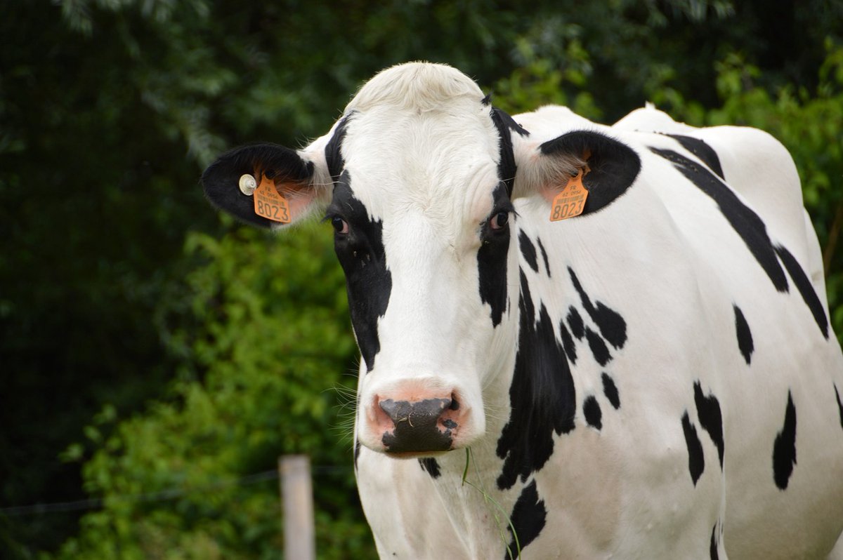Animal Journal (@journal_animal) on Twitter photo 🐮Read how 'permissive' lying cubicles with open partitions and flexible neck straps may improve dairy cow welfare by facilitating rising and lying down movements (<a href="/agroscope/">Agroscope</a>) doi.org/10.1016/j.anim…
<a href="/ElsevierVetNews/">ElsevierVetNews</a> <a href="/INRAE_DPT_PHASE/">INRAE PHASE</a> <a href="/BSAS_org/">BSAS</a> 🐮Read how 'permissive' lying cubicles with open partitions and flexible neck straps may improve dairy cow welfare by facilitating rising and lying down movements (<a href="/agroscope/">Agroscope</a>) doi.org/10.1016/j.anim…
<a href="/ElsevierVetNews/">ElsevierVetNews</a> <a href="/INRAE_DPT_PHASE/">INRAE PHASE</a> <a href="/BSAS_org/">BSAS</a>