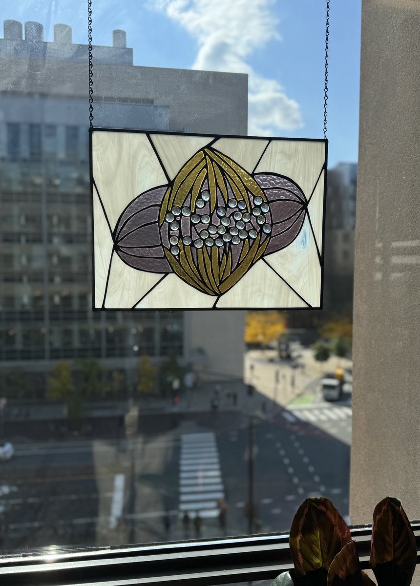 Stained glass mitosis. An amazing going away gift from ⁦<a href="/AllyNguyen9/">Ally_Nguyen</a> who just left to start her own group⁩. Bringing some cool biology and art to the heart of Kendall square at ⁦⁦<a href="/WhiteheadInst/">Whitehead Institute</a>⁩ ⁦<a href="/MIT/">Massachusetts Institute of Technology (MIT)</a>⁩.