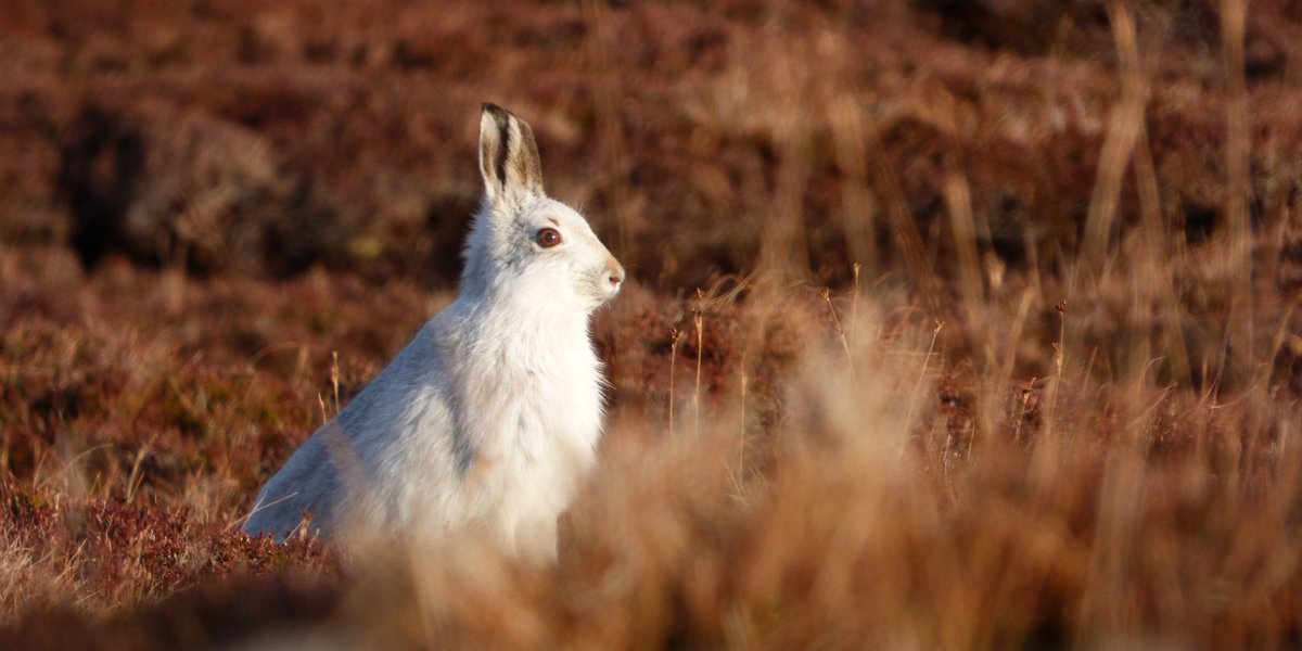 Oikos (@oikos_journal) on Twitter photo Scottish mountain hares do not respond behaviorally to increased camouflage mismatch
doi.org/10.1111/oik.10…
📷 © Marketa Zimova
<a href="/NordicOikos/">Nordic Society Oikos</a> <a href="/WileyEcolEvol/">Wiley Ecology & Evolution</a> #behavioralplasticity #camouflage #climatechange #mountainhares #phenologicalmismatch Scottish mountain hares do not respond behaviorally to increased camouflage mismatch
doi.org/10.1111/oik.10…
📷 © Marketa Zimova
<a href="/NordicOikos/">Nordic Society Oikos</a> <a href="/WileyEcolEvol/">Wiley Ecology & Evolution</a> #behavioralplasticity #camouflage #climatechange #mountainhares #phenologicalmismatch