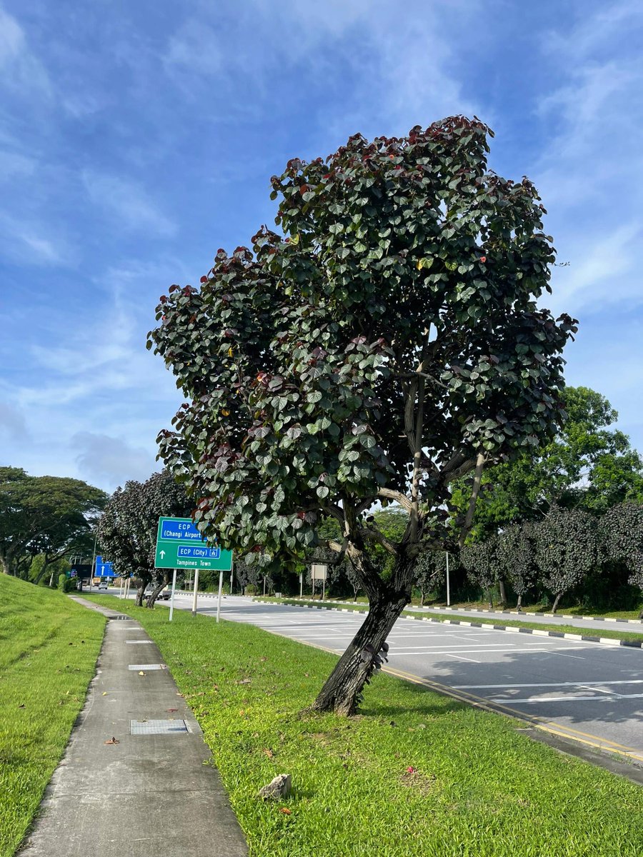 Singapore: Changi Jurassic Trail on the East Coast. This trail is not only a good choice for enjoying the scenery, but also can make you feel more relaxed.