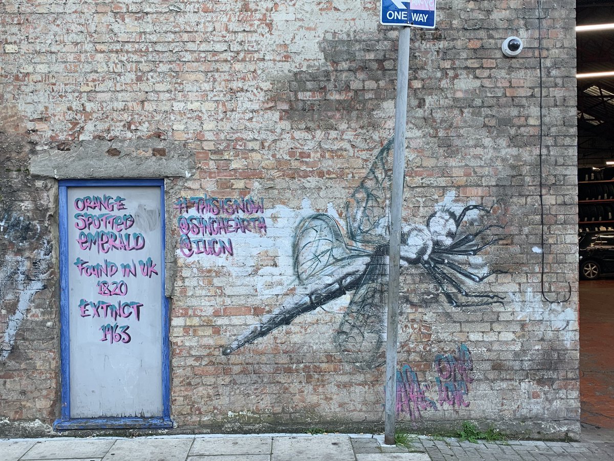 e9doc's tweet image. New for Bethnal Green - Orange-spotted Emerald