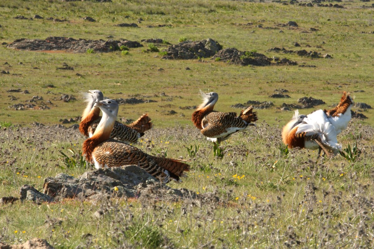 Conservation Focus: Palearctic steppes are under threat! 🌾 Join the #SteppeBirds2025 conference to discuss how we can protect these fragile ecosystems and the birds they sustain. Let’s act together! #ornithology #ConservationMatters
ℹ️ steppebirds.com