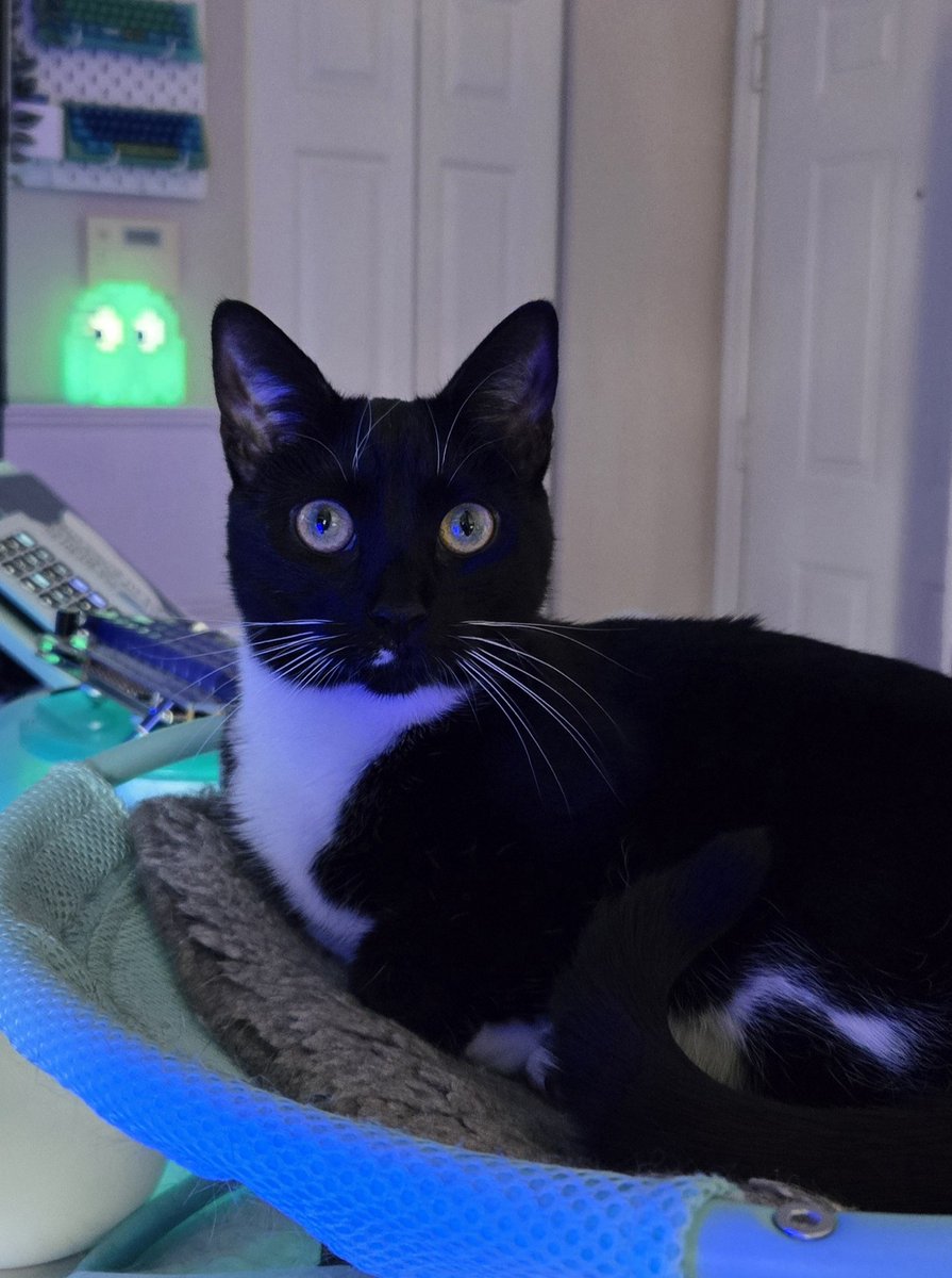 Finally doing my first full playthrough of Elden Ring O.O Twitch.tv/Tessachka