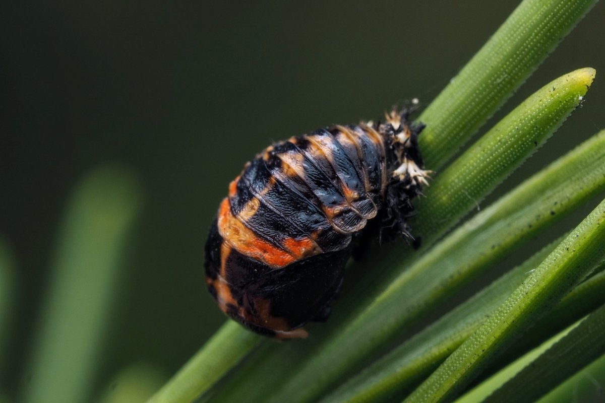 Crazy numbers of Harlequin Ladybird (Harmonia axyridis) at the Phoenix Park and Kilmainham earlier this week. Adults, larvae and pupae everywhere. #LadybirdAtlas2025
