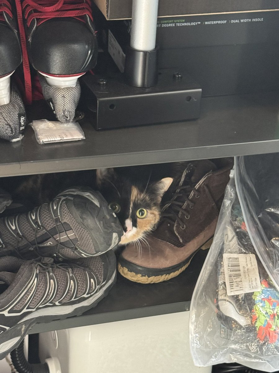 Gf told me that we had a ghost in the house, but turns out it was this guy. We don’t have a cat 😅