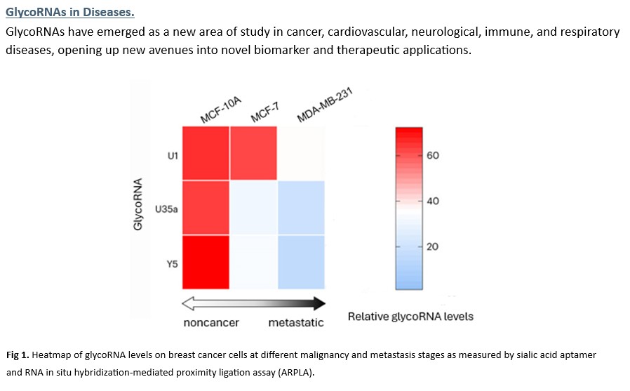arraystarinc's tweet image. 🚨New Service Alert🚨

Arraystar GlycoRNA Array combines biochemical methods for glycoRNA capture/detection with Arraystar microarray to quantify and profile glycoRNA expression. 

Learn more here: arraystar.com/glycorna-array…