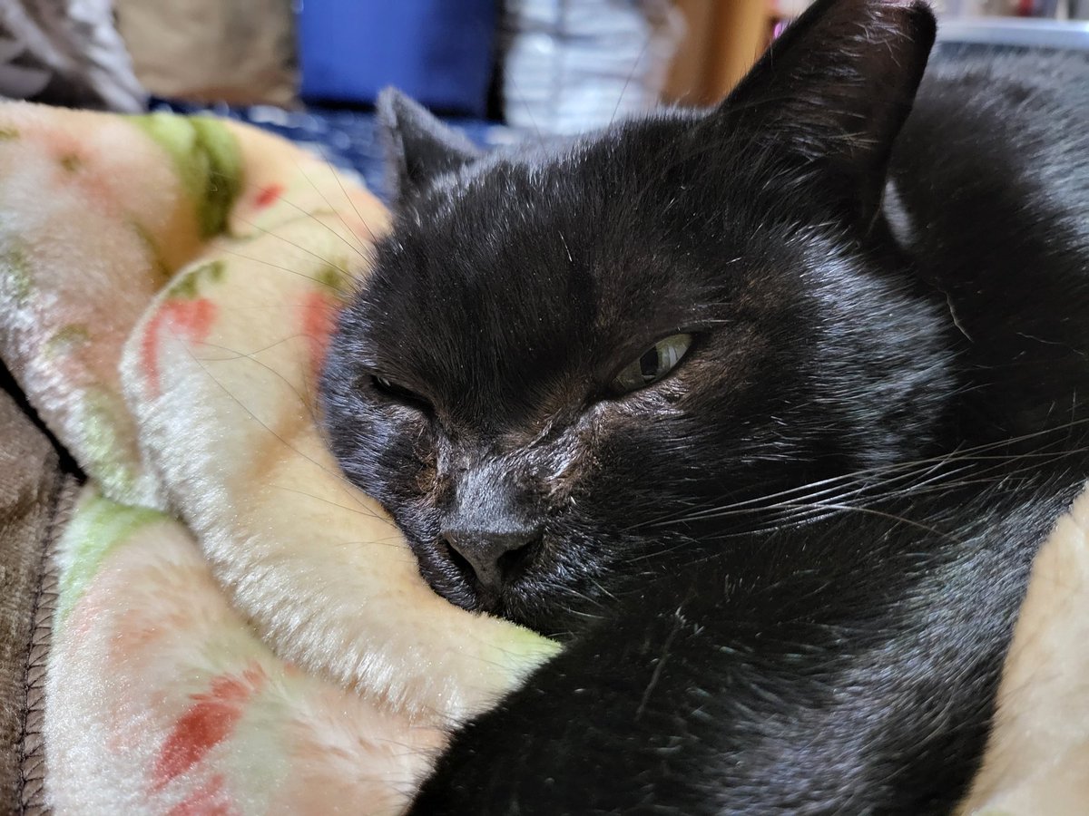 358Calcifer's tweet photo. #キリトリセカイ
 #猫好きさんと繋がりたい 
 #おはようございます
 #写真好きな人と繋がりたい https://t.co/ueb41JD4rE