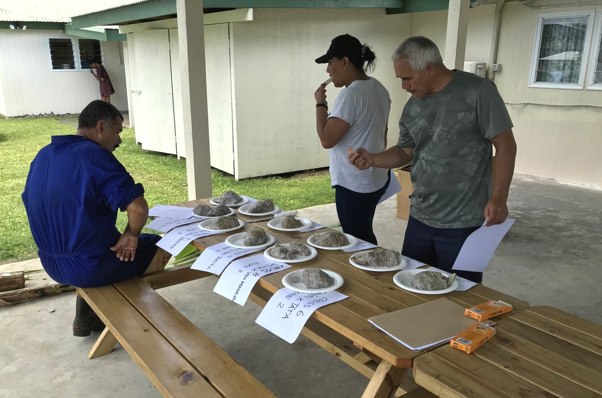 spc_cps's tweet photo. #PacificAgriculture 🌱 | #DYK? At SPC’s Centre for Pacific Crops and Trees, teams taste crops for science! 🍽️.
Crops conserved in #CePaCT genebank are characterised (recording of their features), which for some includes taste assessment. #FunFactFriday
📸 A taro tasting session https://t.co/bemOsvegSO