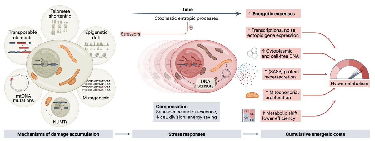 Aging senescent cells do not become hypometabolic

Instead they become HYPERmetabolic, burning energy faster than their younger selves

This likely steals energy for other useful cellular functions, possibly accounting for their aberrant behaviors 

nature.com/articles/s4358…
