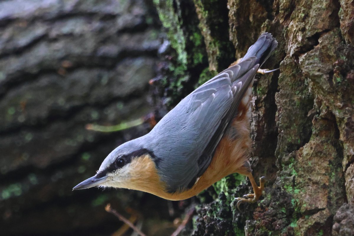 CoLEppingForest's tweet photo. We had to share with you this wonderful capture of a nuthatch at #ConnaughtWater in #EppingForest, taken by one of our #Volunteer Photographers, Robin Pettitt.

Thank you so much for sharing with us!  📸👏

#EppingForestAutumn24 #WeLoveVolunteers #Nuthatch #EppingforestWildlife https://t.co/n0M9CxuERe