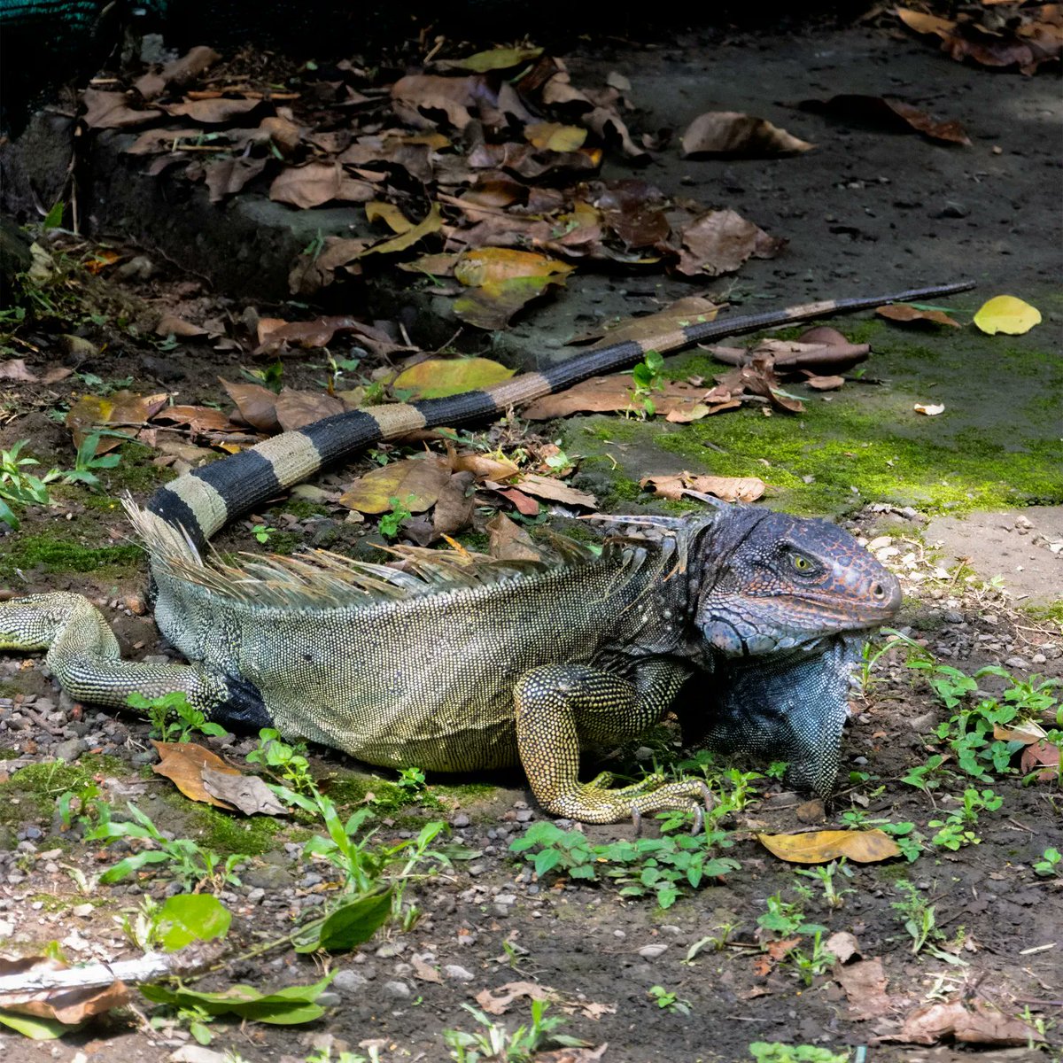 HernandezMFoto's tweet photo. Una iguana disfruta del sol en los alrededores del Cerro Ancón
#iguana #cerroancon #lizard #NaturePhotography  #Panama https://t.co/8SV1ZPKHNi