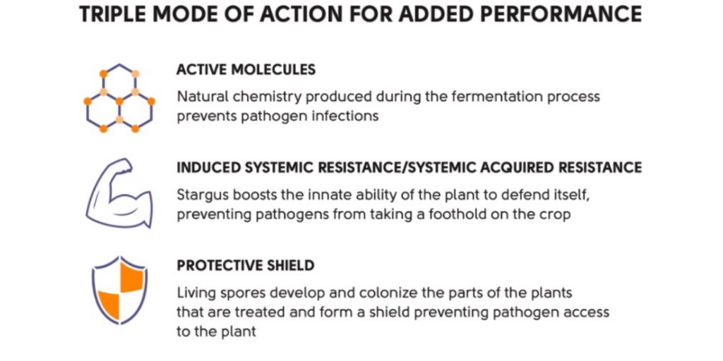 ProFarmGroup's tweet image. Stargus is your almond bloom-time solution to common diseases. With three modes of action, this unique Bacillus prevents infection with active peptides, ISR activity, and a barrier formed by living spores. Protect your ROI with Stargus Biofungicide this coming season.