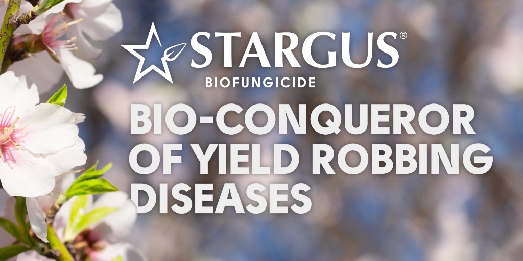 ProFarmGroup's tweet image. Stargus is your almond bloom-time solution to common diseases. With three modes of action, this unique Bacillus prevents infection with active peptides, ISR activity, and a barrier formed by living spores. Protect your ROI with Stargus Biofungicide this coming season.