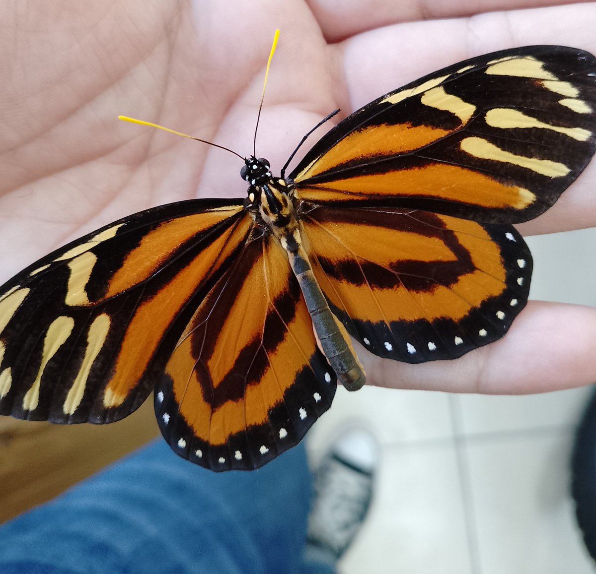 ItsAnaa_h's tweet photo. 🦋 https://t.co/bFSSEoxLtG