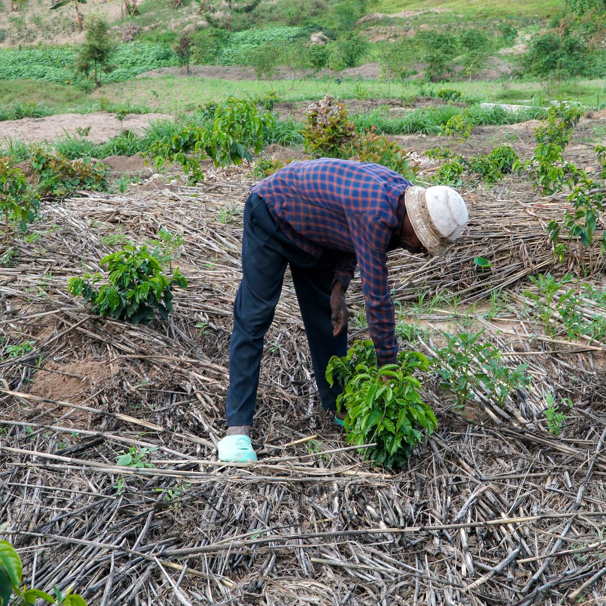 JentusJ's tweet photo. Jentus coffee farm is determined to cooperate in improving the quality of Rwandan coffee with different farmers, where we want to produce the best products for our market and abroad.
#jentus #jentuscoffeefarm #coffeefarmers https://t.co/u7MViITKTu