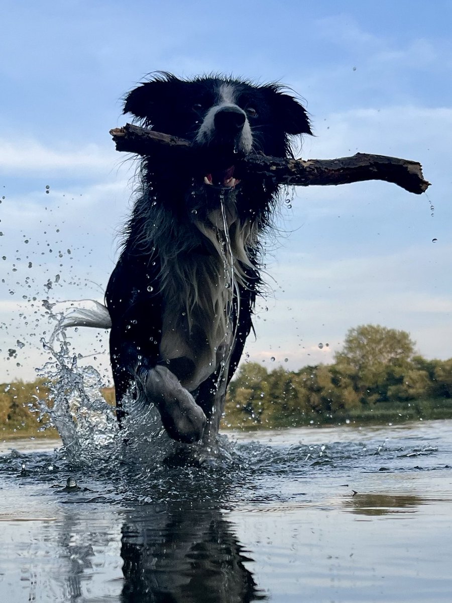 Stick… water… what’s not to like? Where does your hooman take you for fun like this?