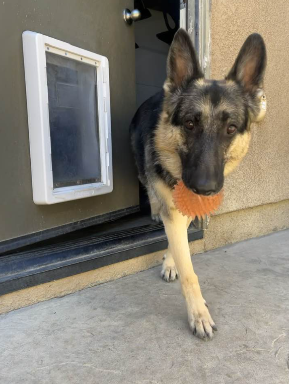 #SAVEDOG We play fetch every day, we could play for hours and he’d still want more. It’s our little daily routine, and I wouldn’t trade it for anything. <a href="/btcdotfun/">BTC.Fun</a>