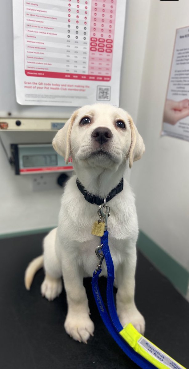 A big welcome to pup Willa who's joined the NI Puppy Raising scheme 🐾

We need more Puppy Raisers in Ballyclare, Banbridge, Bangor, Belfast, Hillsborough, Lisburn, Moira, Newtownards &amp; surrounding areas 🐾

Find out more 👉 bit.ly/PuppyRaisingNI