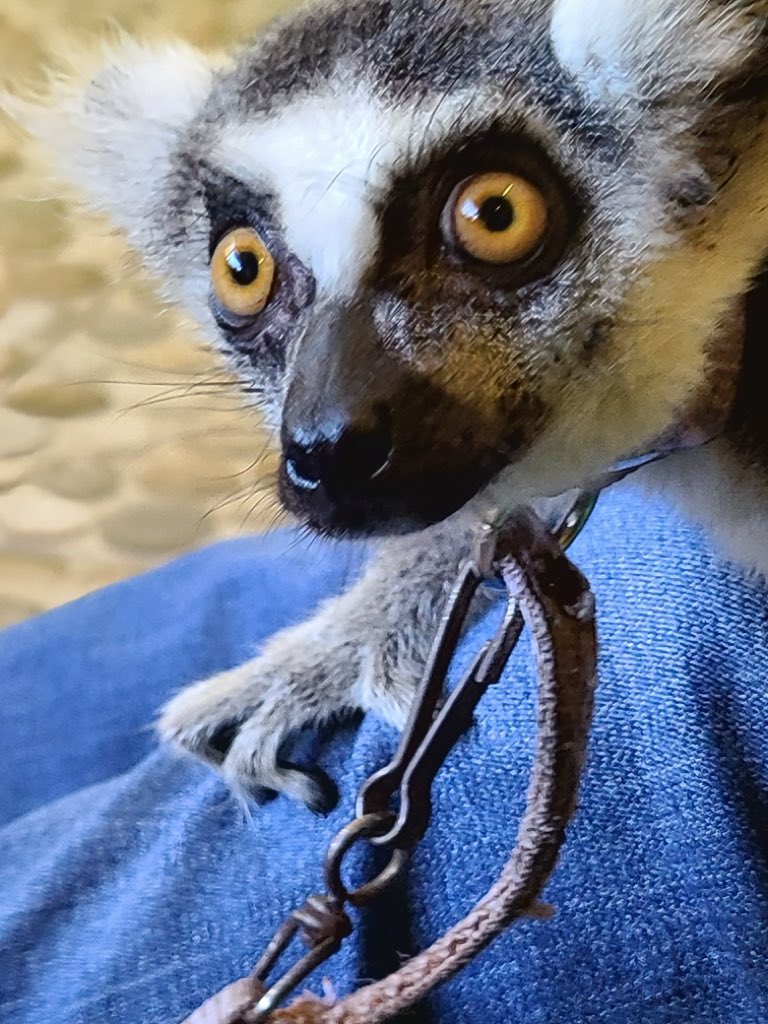 CLOUTIERSEC's tweet image. Smile, you never know what you might lemur