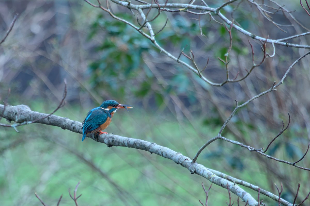 Kingfisher with a wriggly fish.