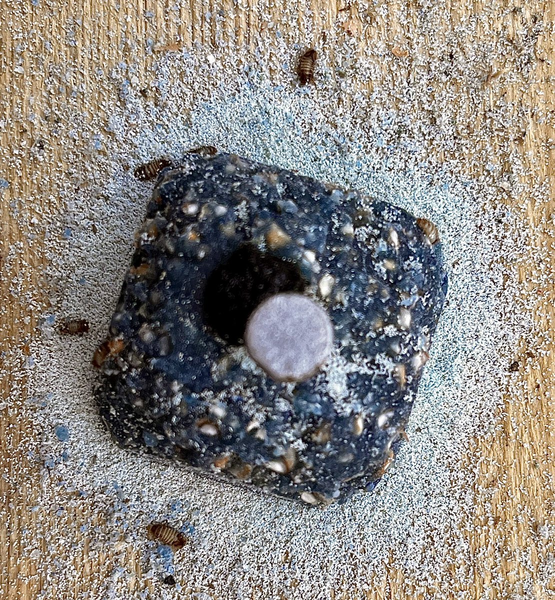 At this time of year mice will come indoors for shelter.  Be careful if you use bait to manage them.  Several bait recipes contain cereals, a foodstuff for carpet beetle larvae. You could end up with more than just mice as residents.