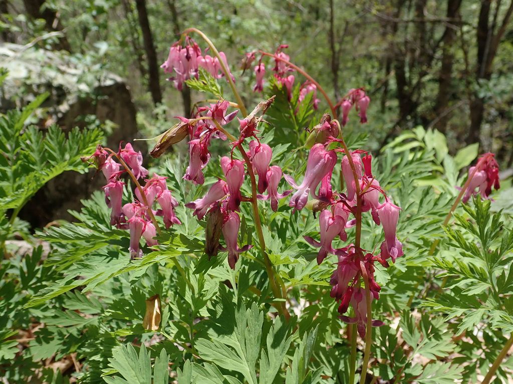 Dicentra eximia, commonly known as Wild Bleeding Heart or Fringed Bleeding Heart, is a delicate perennial native to the rich woodlands of the Appalachian Mountains in eastern North America.  (photo by Evan M. Raskin)

#nativeplants #wildflowers #floraandfauna