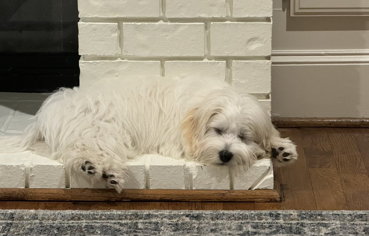Ki Park (@cardiopcimom) on Twitter photo Meet Sammy Nucleus (yes, middle named after my favorite BAV balloon)!
16wk Havanese - a bundle of energy & cuddles; joyous, fluffy & incredibly fast; hard 2 replace #Hugo but think he would approve ❤️ <a href="/DrMarthaGulati/">Dr. Martha Gulati ♥️🫀❤️🩹🇨🇦</a> <a href="/DBelardoMD/">Danielle Belardo, MD</a> <a href="/DrJenniferCo_Vu/">Jennifer Co-Vu, MD, FACC, FAAP, FASE</a> <a href="/SuzanneJBaron/">Suzanne J. Baron MD MSc</a> <a href="/KTamirisaMD/">Kamala Tamirisa MD</a> Meet Sammy Nucleus (yes, middle named after my favorite BAV balloon)!
16wk Havanese - a bundle of energy & cuddles; joyous, fluffy & incredibly fast; hard 2 replace #Hugo but think he would approve ❤️ <a href="/DrMarthaGulati/">Dr. Martha Gulati ♥️🫀❤️🩹🇨🇦</a> <a href="/DBelardoMD/">Danielle Belardo, MD</a> <a href="/DrJenniferCo_Vu/">Jennifer Co-Vu, MD, FACC, FAAP, FASE</a> <a href="/SuzanneJBaron/">Suzanne J. Baron MD MSc</a> <a href="/KTamirisaMD/">Kamala Tamirisa MD</a>