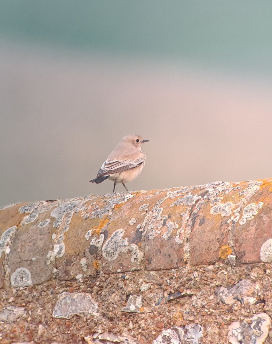 NickPope1525's tweet photo. Pleased to catch up with the Belle Tout desert wheatear late this afternoon after it's mystery disappearance yesterday. https://t.co/MyTcV7mt2S