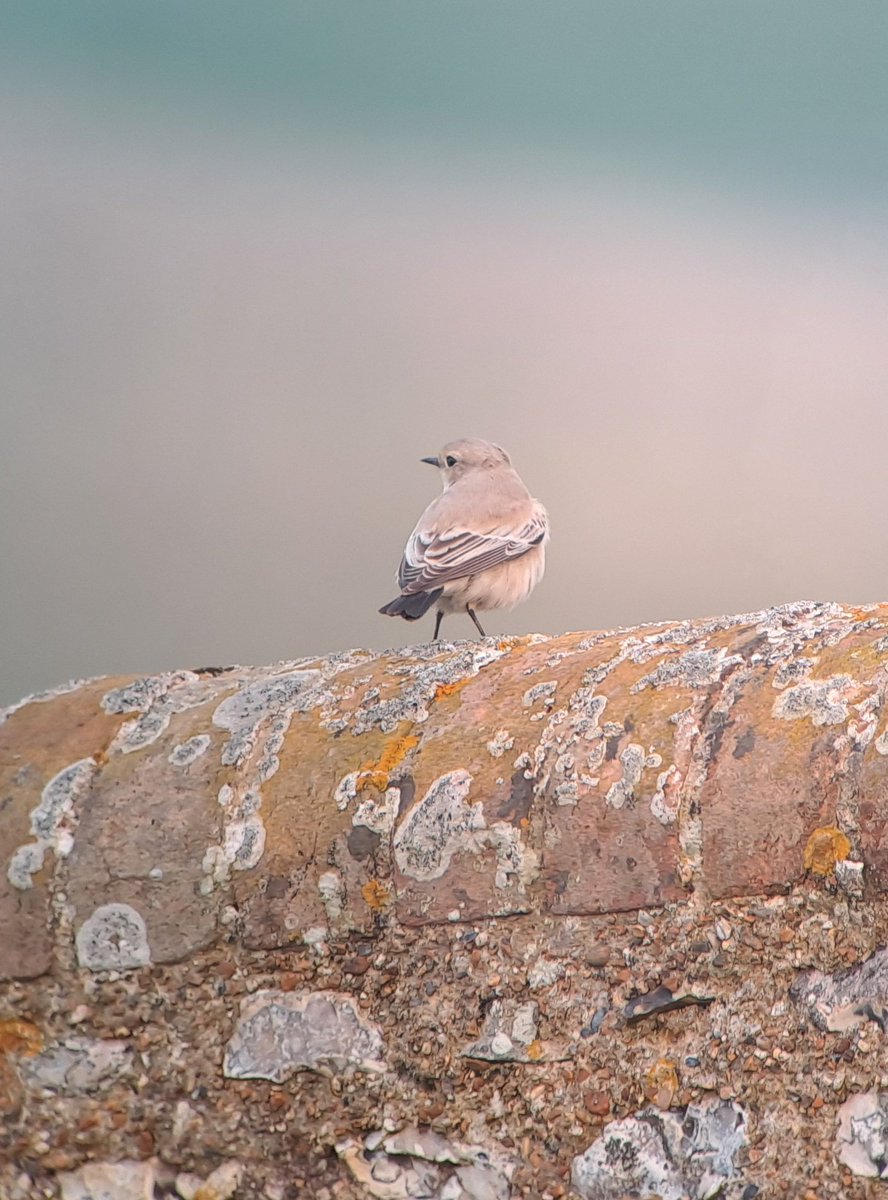 NickPope1525's tweet photo. Pleased to catch up with the Belle Tout desert wheatear late this afternoon after it's mystery disappearance yesterday. https://t.co/MyTcV7mt2S
