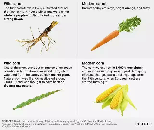 danrejto's tweet photo. Humans have engineered crops over centuries to do things that "nature" didn't design them to do...like feed people more affordably, reliably, and safely. https://t.co/k2r0McepGH
