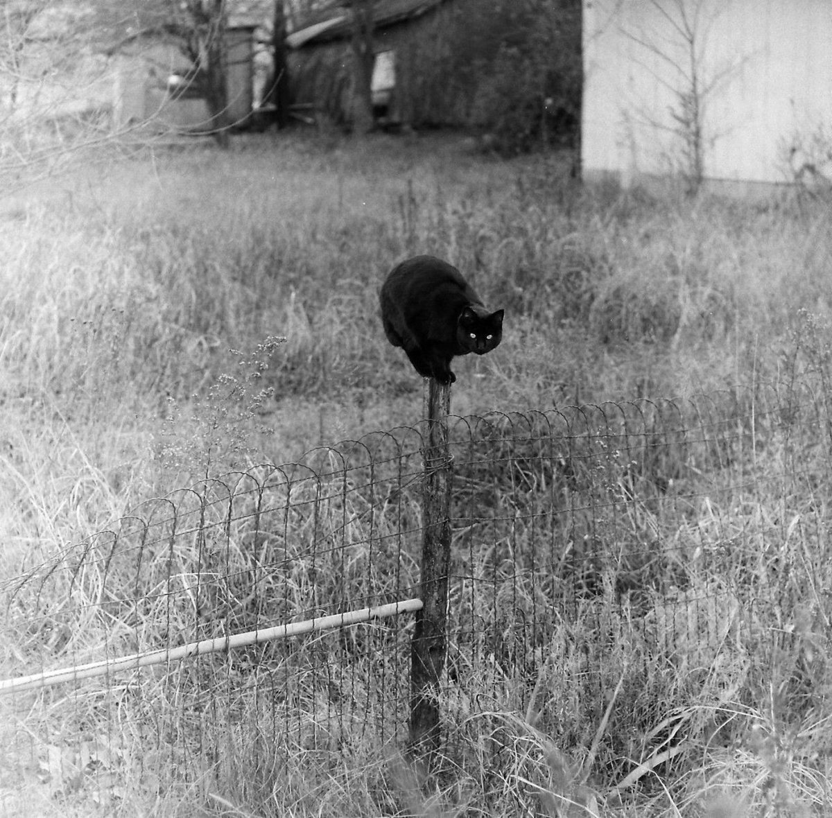 vintagestuff4's tweet image. Black cat on fence post
1974