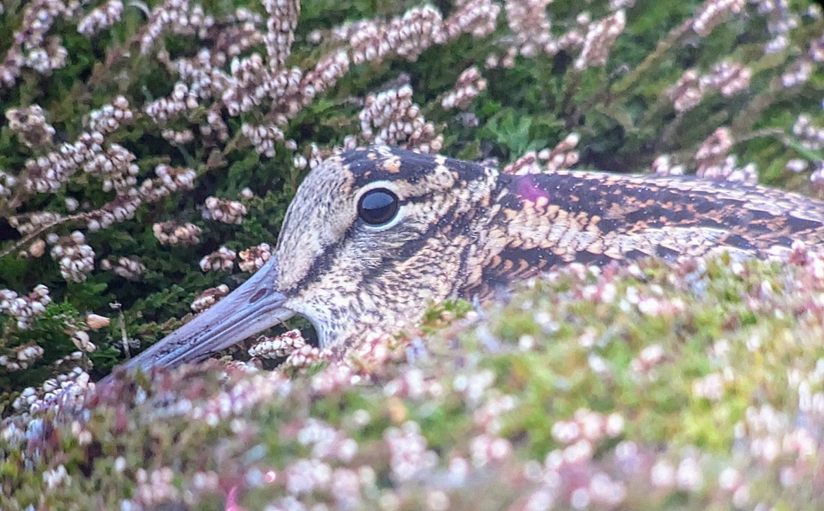 Bird of the day was a Red-throated pipit, seen by <a href="/beardybirder/">Dr Phil Saunders 🇬🇧 🇪🇺 🌈</a> but sadly heard only for me as I was deep in cover. Best of the rest - more flyover hawfinches, a Rouzel, a late yellow wag, woodcock, black redstart. Popped to Tresco for an hour and saw Serins &amp; 2 lesser yellowlegs