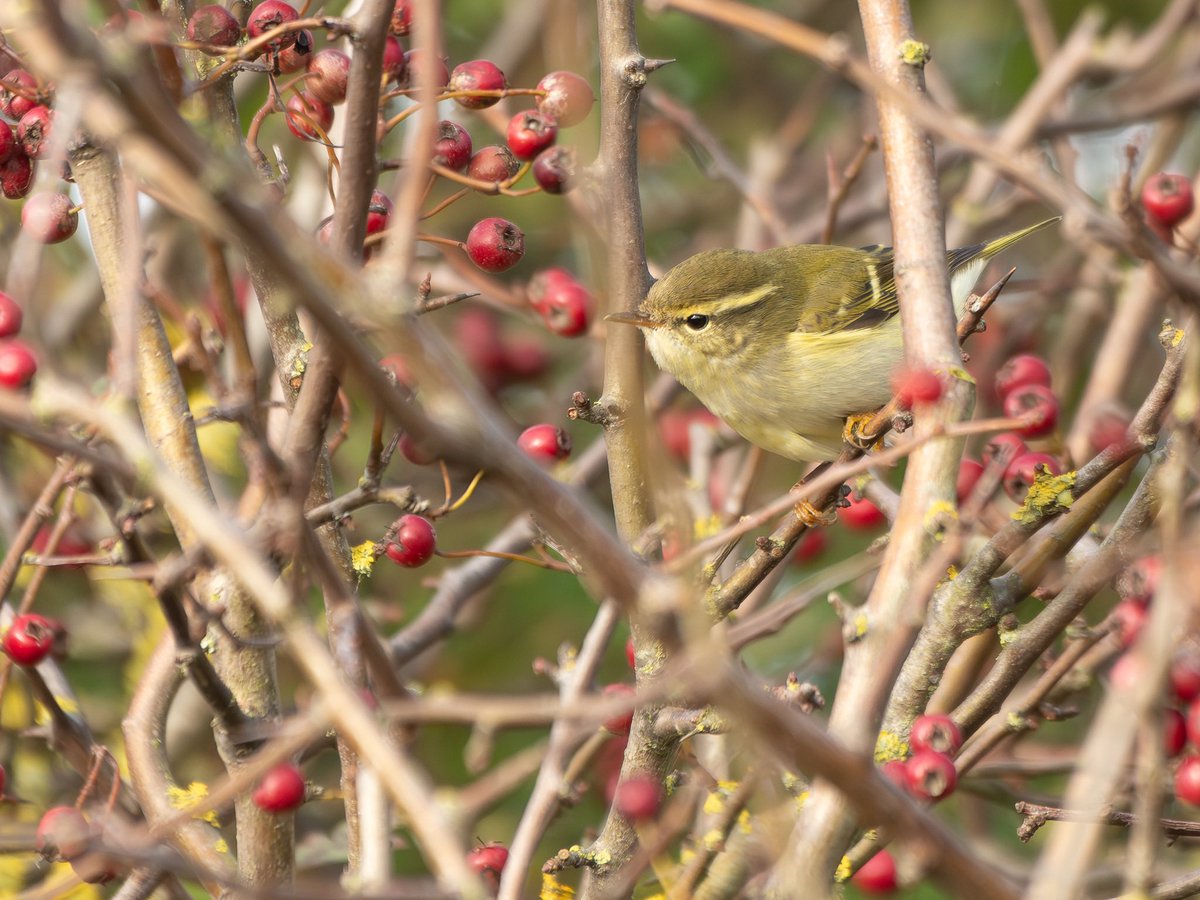 Jonathan Dodds tweet media