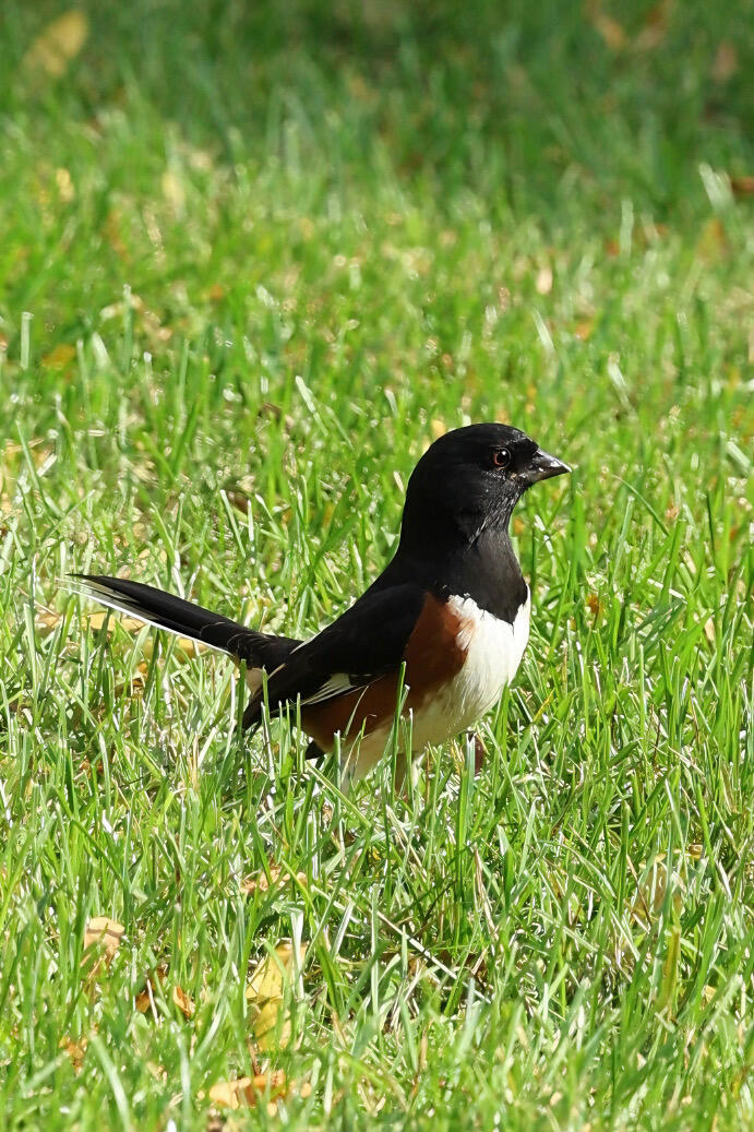 safasdfasfdsa's tweet photo. The Eastern Towhee is a bird of the genus Towhee in the family Towheeidae. Its diet consists mainly of insects, fruits and seeds, and it relies on the ground for food in winter and also likes to go to birdfeeders for food.
#birdwatching #birdsinaction #photography #garden #brown https://t.co/QffCqcg10L