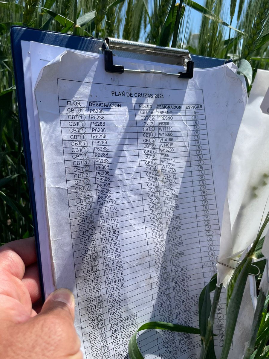 Con este cruzamiento Top (F1-001 x FRESNO) hemos dado por concluido el plan de cruzas 2024 en <a href="/IntaPergamino/">INTA Pergamino</a> 
Algunos números: 71 cruzamientos (54 simples y 17 top), 355 espigas trabajadas, 8520 flores emasculadas y polinizadas.....