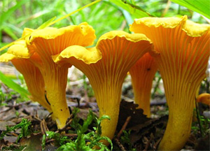 Virgili7's tweet photo. Consell de #boncatalà del 24 d'octubre:

El mot ROSSINYOL vol dir 3 coses:
─Un moixó que canta molt bé (esq.)
─El bolet Cantharellus cibarius, de color groc, comestible i molt bo (dreta).
─Un ferro acabat en ganxo que permet d'obrir els panys sense la clau (dreta).

Que corri. https://t.co/3SanA6iU0y