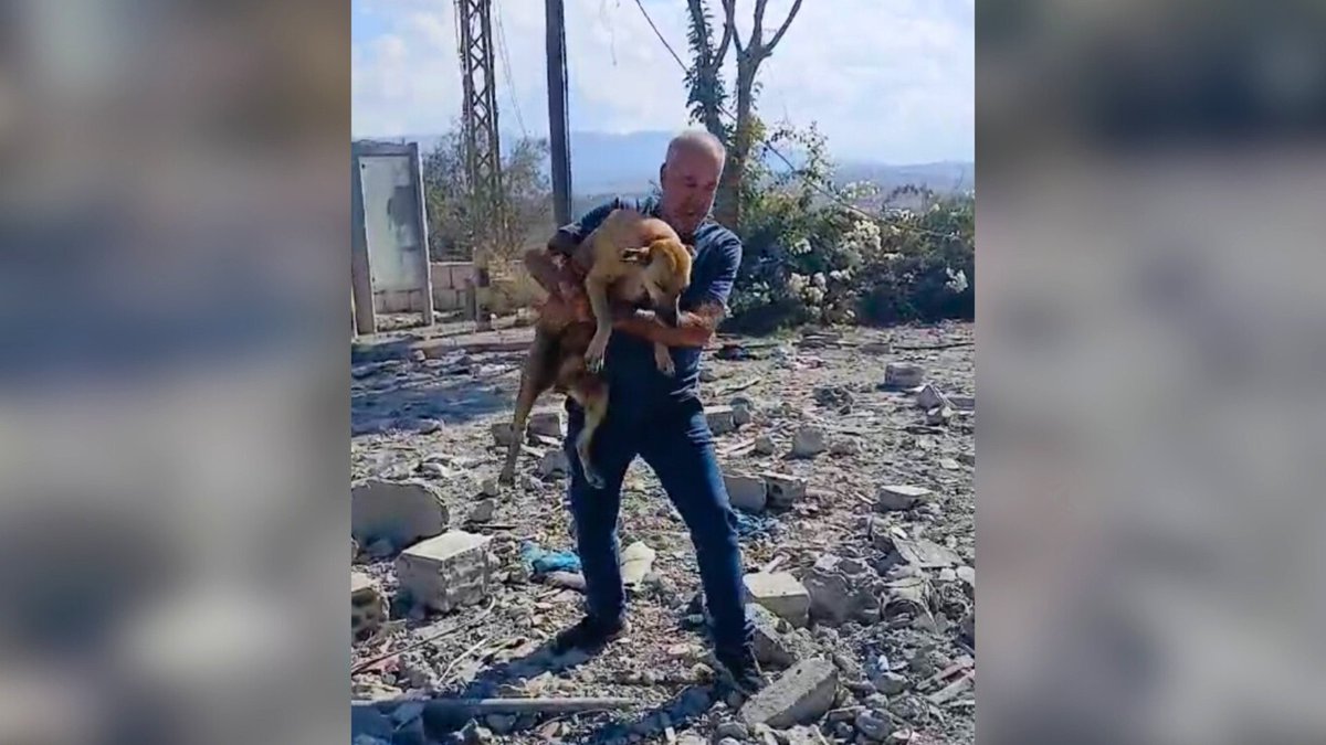 Network4Animals's tweet image. Our partner at #MashalaShelter saves animal lives in #Lebanon had his home &amp;amp; rescue van destroyed by missiles! Without a new van, he cannot reach his shelter, where cats &amp;amp; dogs are desperate for food, water &amp;amp; care. Find out more &amp;amp; please donate: bit.ly/NFALEWA10X