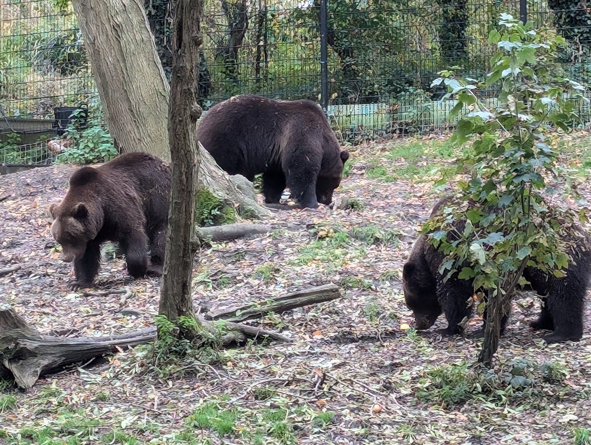 Dr Dan O'Hare tweet media